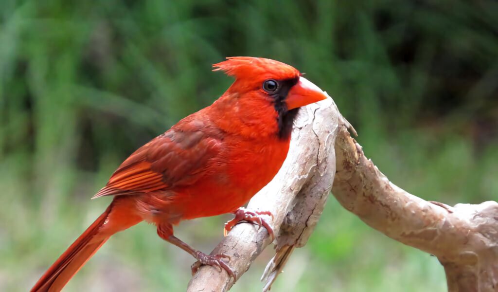 Vivid Northern Cardinal perched on textured branch with bright red feathers and soft green background Wallpaper