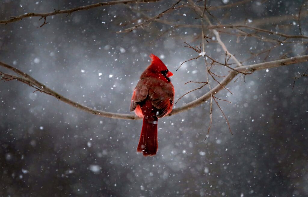 Bright red Northern Cardinal on bare branch in gentle snowfall winter wildlife wallpaper background