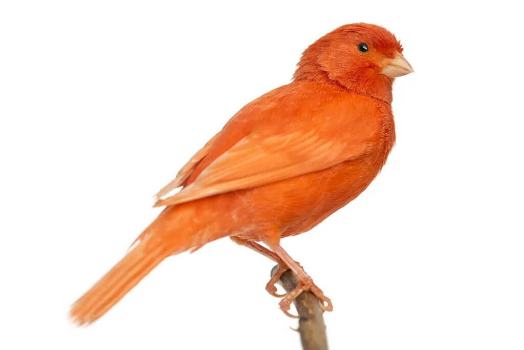 Vivid Bright Orange Canary Wallpaper on Minimal White Background