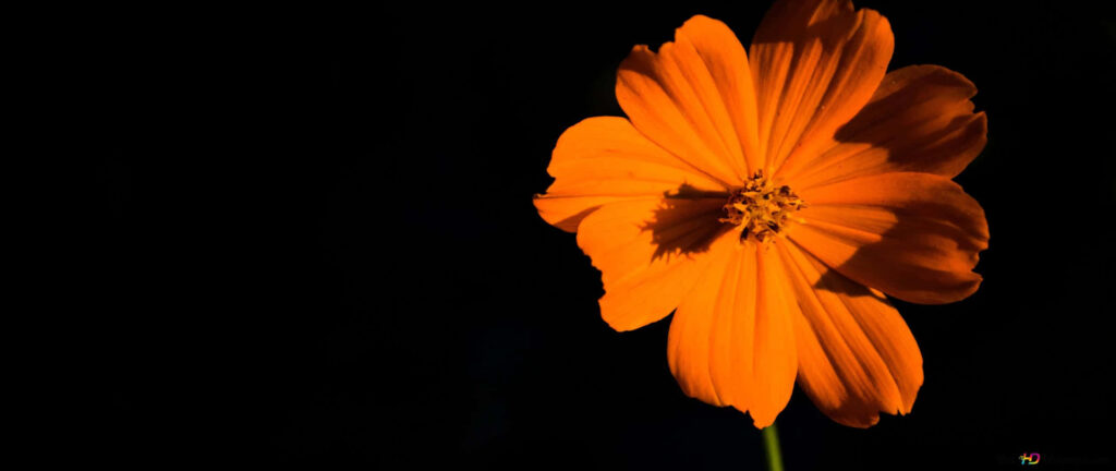 Vivid Orange Cosmos Flower on Black Background - Stunning Wallpaper