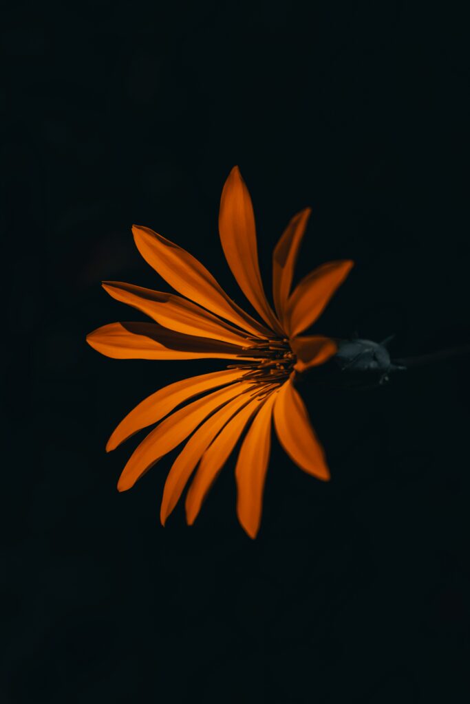Vivid Orange Flower Wallpaper: Intricate Petals on Dark Background