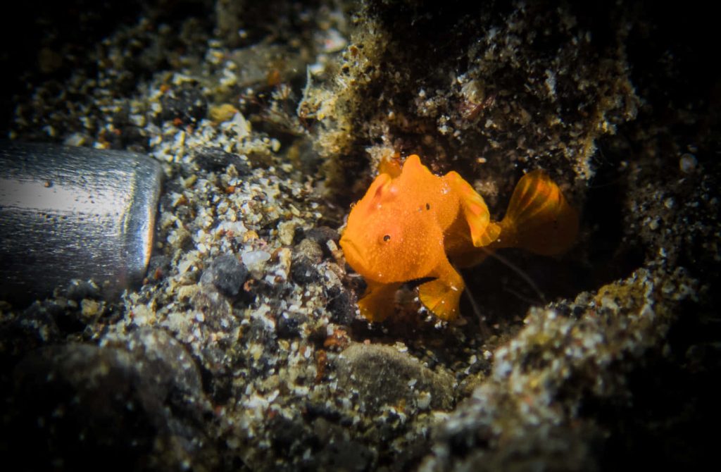 Bright orange frogfish on sandy reef seabed detailed underwater macro photo marine life wallpaper