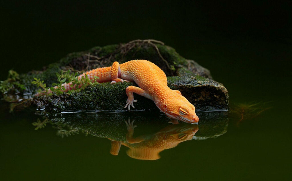 Serene Gecko Reflection Wallpaper: Vivid Colors & Tranquil Lake