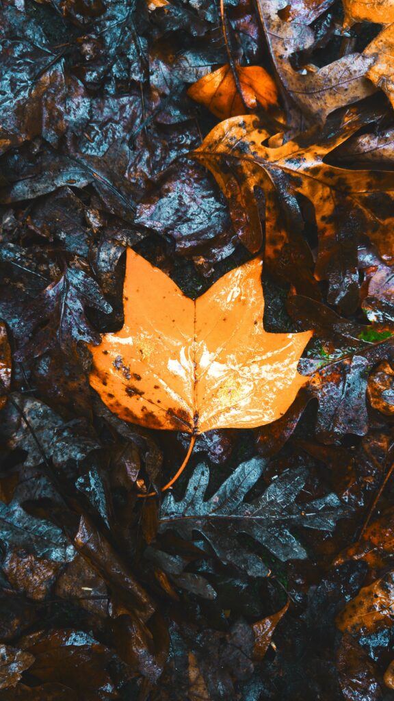 Vivid orange maple leaf on wet autumn leaves showcasing fall colors and seasonal texture Wallpaper