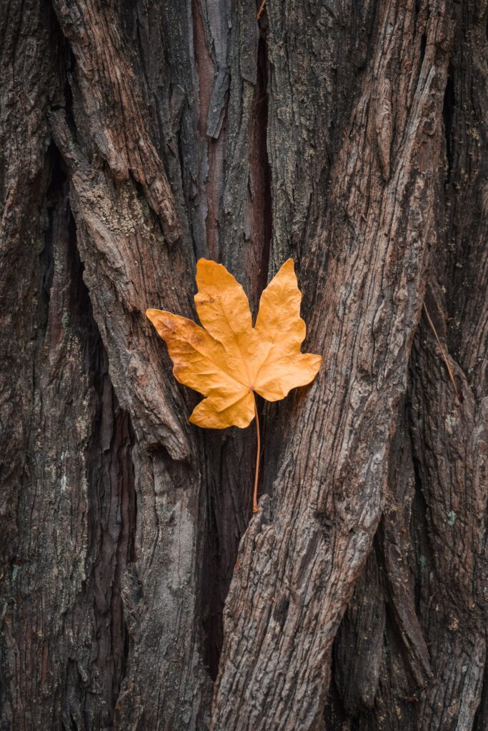 Vivid orange maple leaf on textured tree bark autumn foliage with rich earthy fall colors wallpaper