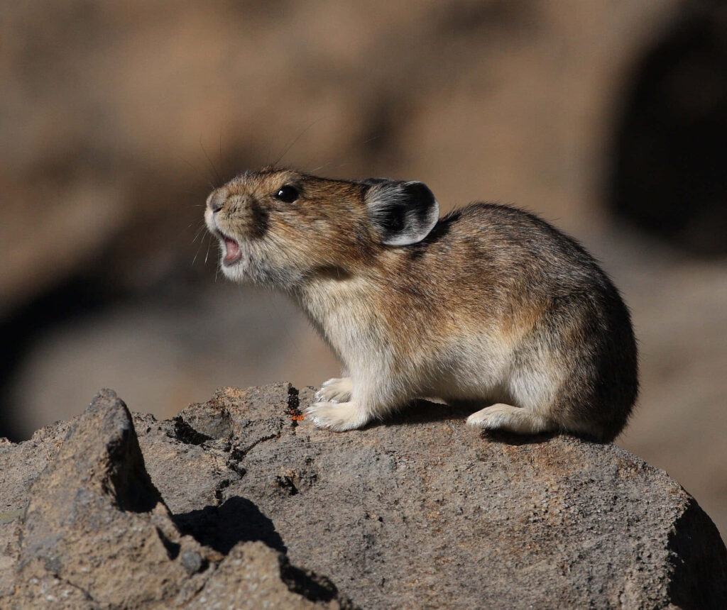 Vivid Nature Scene: Pika on Rock in Rugged Terrain Wallpaper