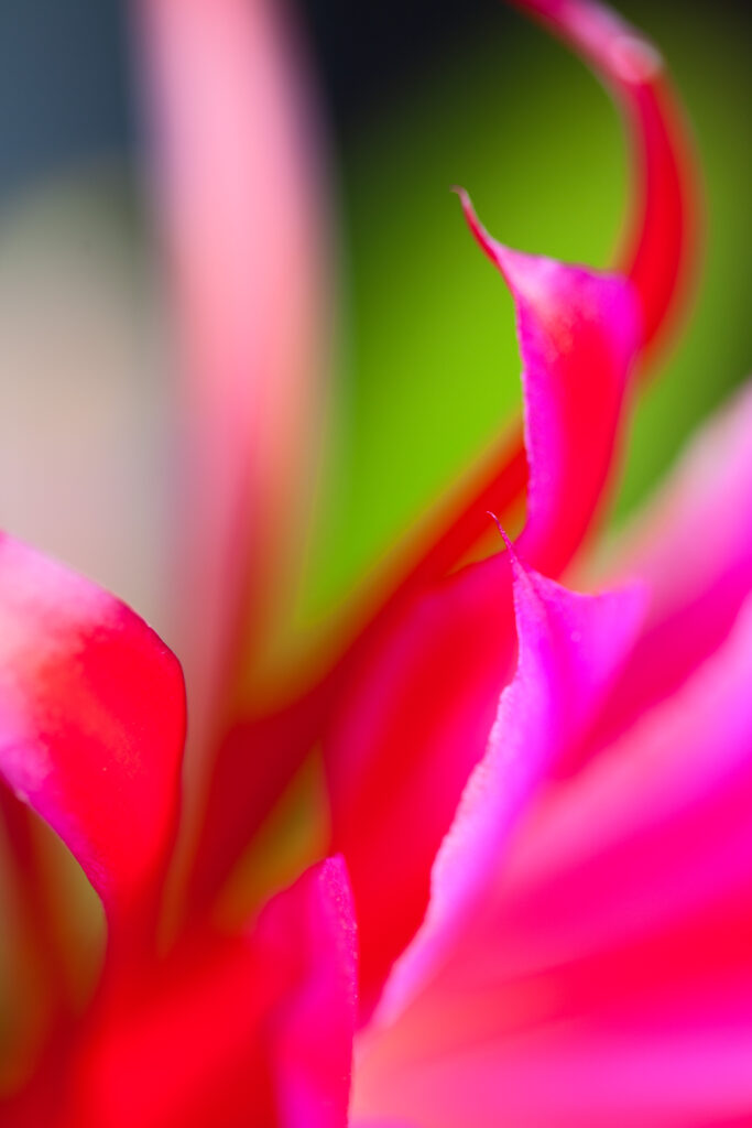 Vivid Pink Cactus Petals Macro Shot - Colorful Floral Wallpaper