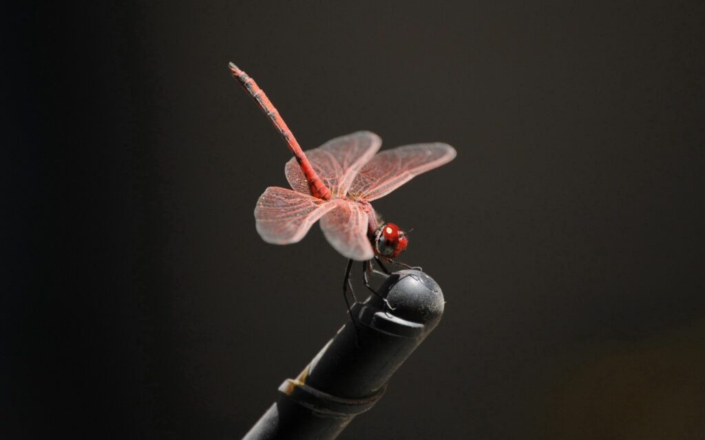 Vibrant Pink Dragonfly Close-Up on Black: Intricate Wing Details Wallpaper