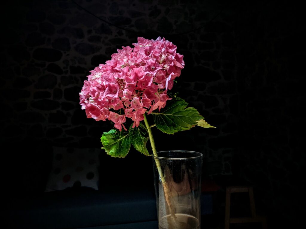 Close-Up Pink Hydrangea Wallpaper - Intricate Petals on Dark Background