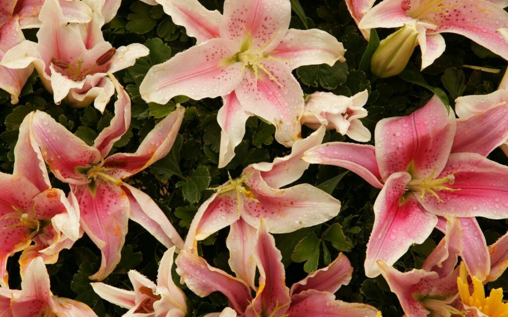 Vivid Pink Lilies Close-Up on Lush Green Background Wallpaper