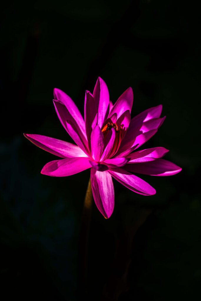 Vivid Pink Lotus Flower Wallpaper on Deep Black Background