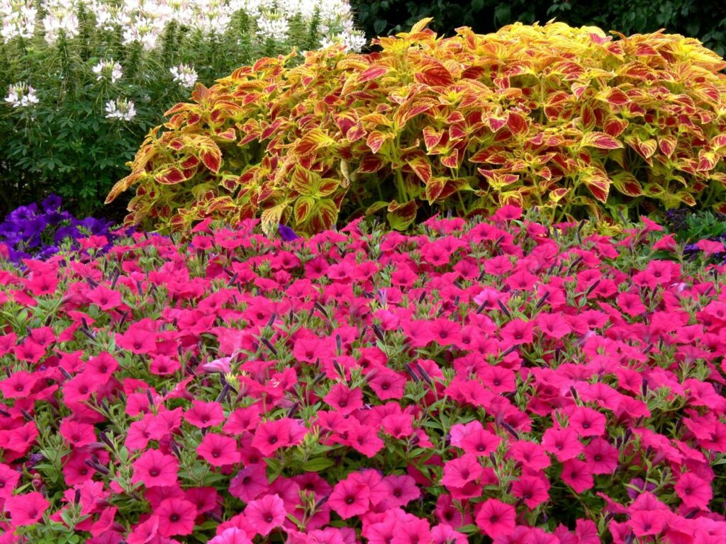 Vibrant Petunia Flowerbed Wallpaper: Striking Natural Beauty Background