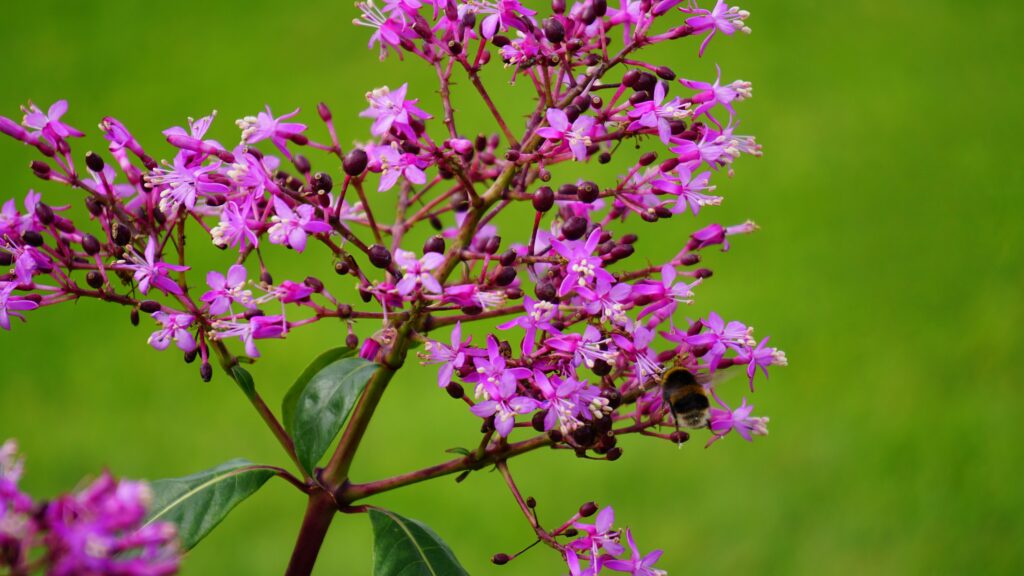 Vibrant Pink-Purple Flowers and Bee Pollinating on Green Background Wallpaper