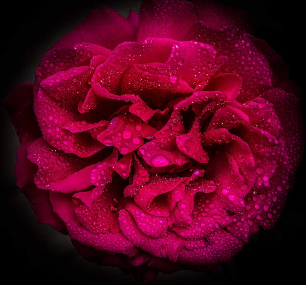 Vivid Pink Rose Close-Up: Macro Shot with Water Droplets Wallpaper
