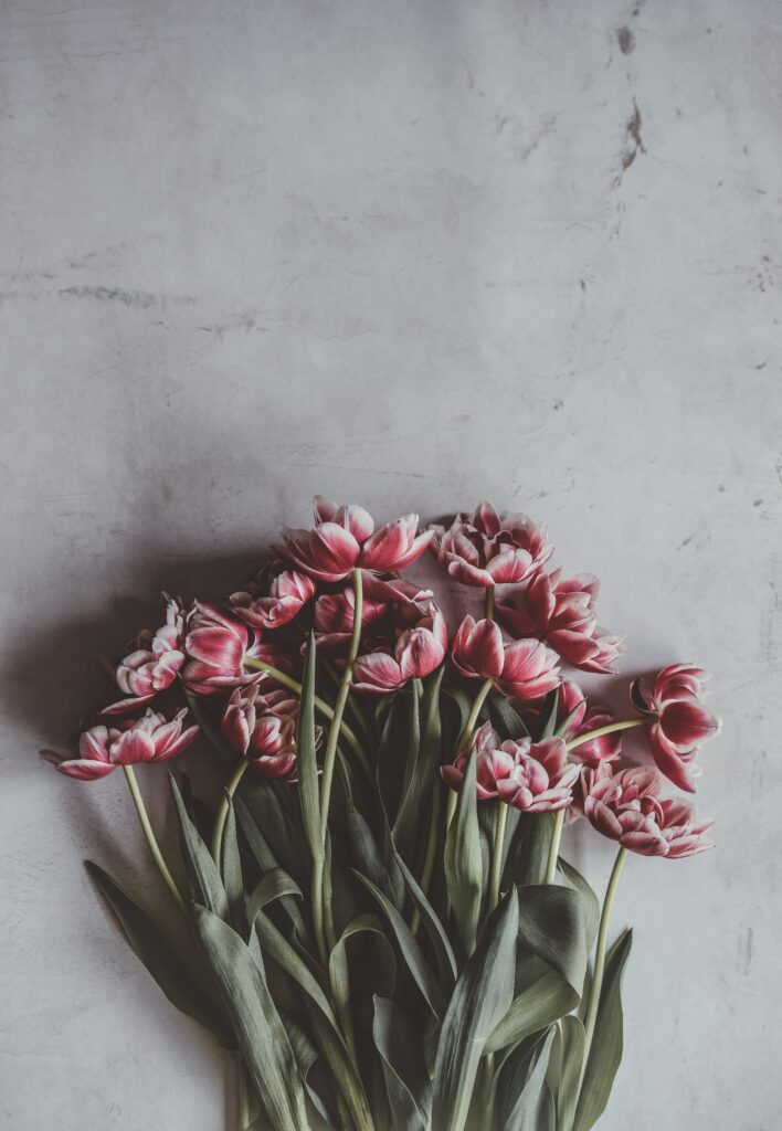 Vivid Pink Tulip Bouquet Wallpaper with Textured Background