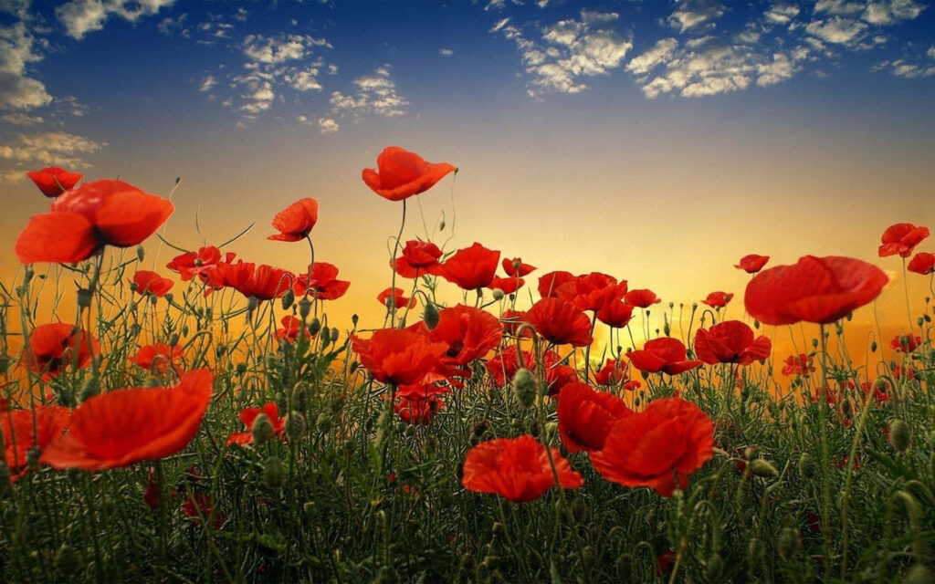 Vibrant Red Poppy Wallpaper: Sunset & Lush Green Field Background