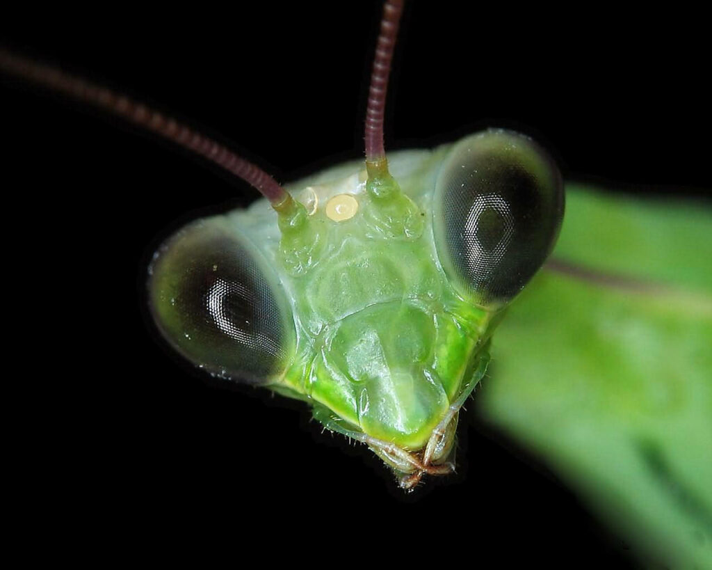 Vivid Praying Mantis Wallpaper: Intricate Green & Striking Eyes