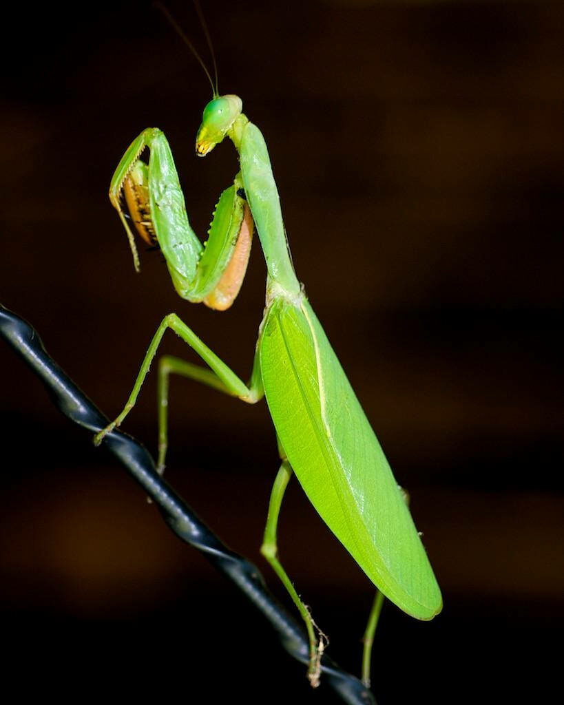 Vivid Praying Mantis Wallpaper: Green Details on Dark Background
