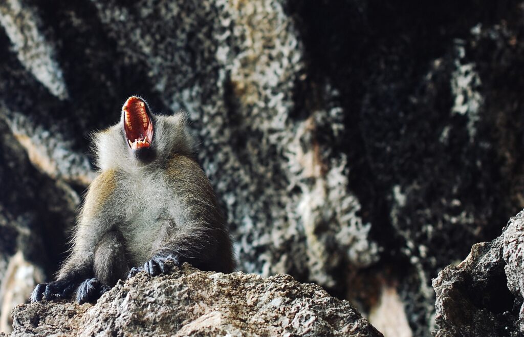 Primate Aggression Wallpaper: Detailed Texture in Rugged Background