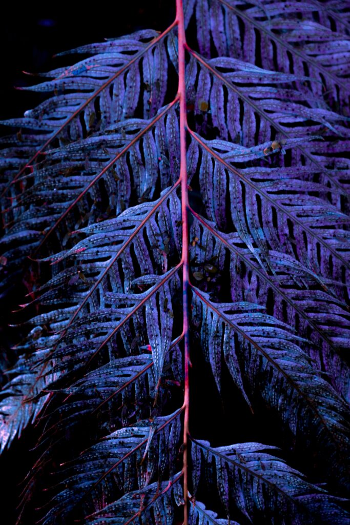 Stunning Purple Wallpaper: Intricately Carved Branch & Leaves Design
