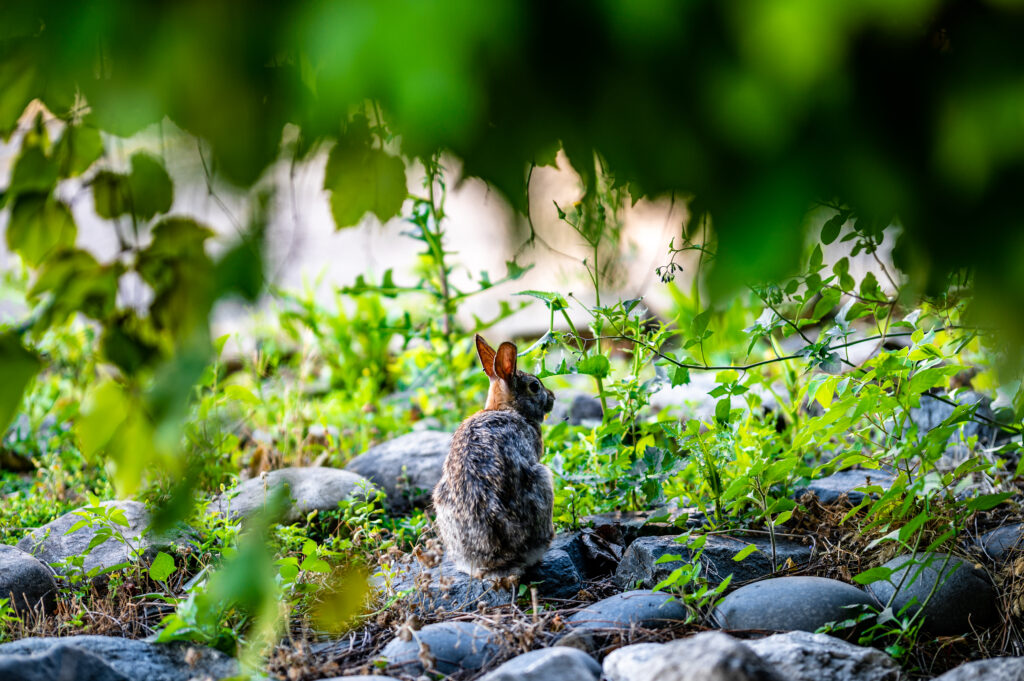Serene Rabbit Wallpaper Amidst Lush Greenery and Rocks