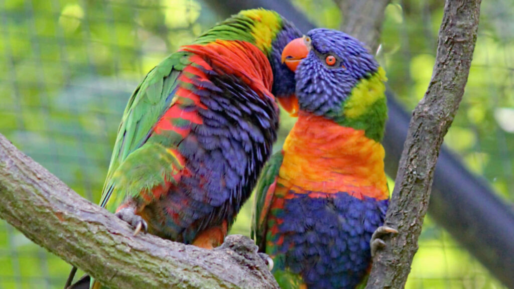 Vibrant Rainbow Lorikeets Affection Wallpaper - Colorful Nature Scene