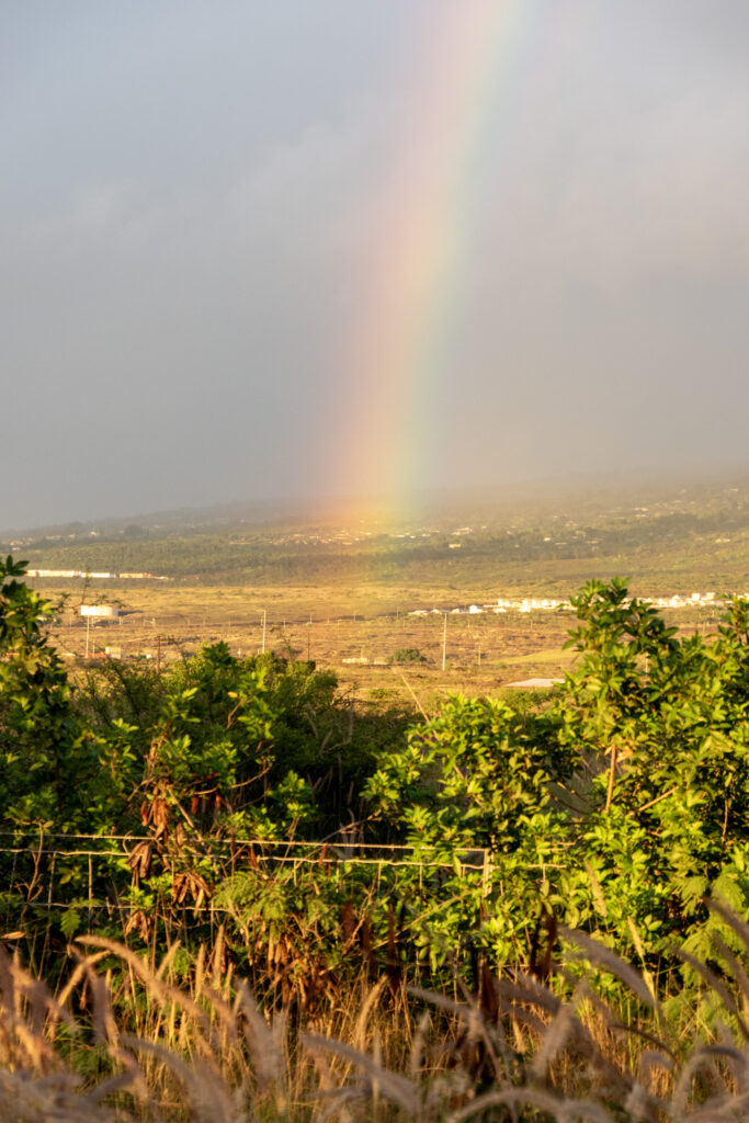 Vivid rainbow over sunlit field with green trees tall grasses serene nature landscape wallpaper