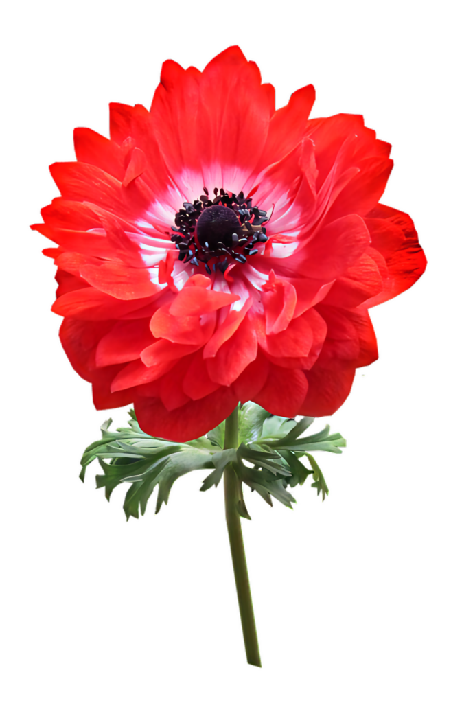 Vivid Red Anemone Flower on Transparent Background for Creative Designs Wallpaper