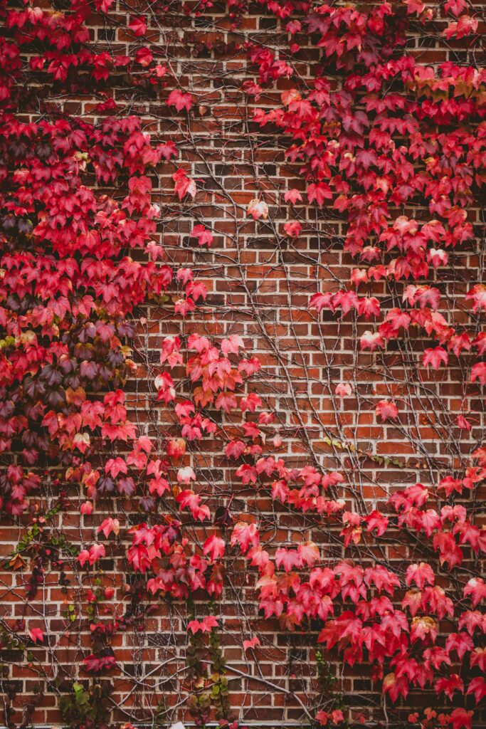Red autumn leaves climbing old brick wall with branches creating textured natural pattern wallpaper
