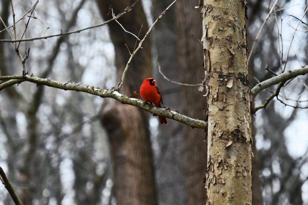 Vivid Red Cardinal Perched on Tree Branch - Stunning Nature Background Wallpaper