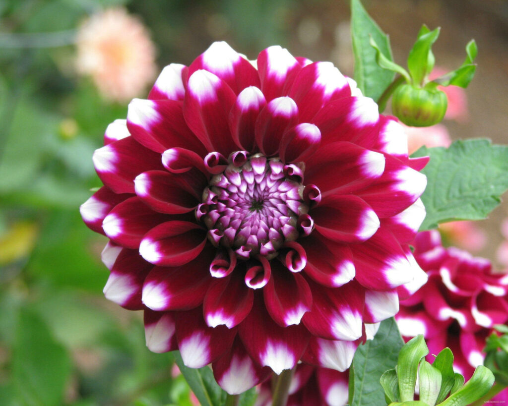 Vivid red Dahlia flower with white petal tips and geometric center on green blurred background Wallpaper