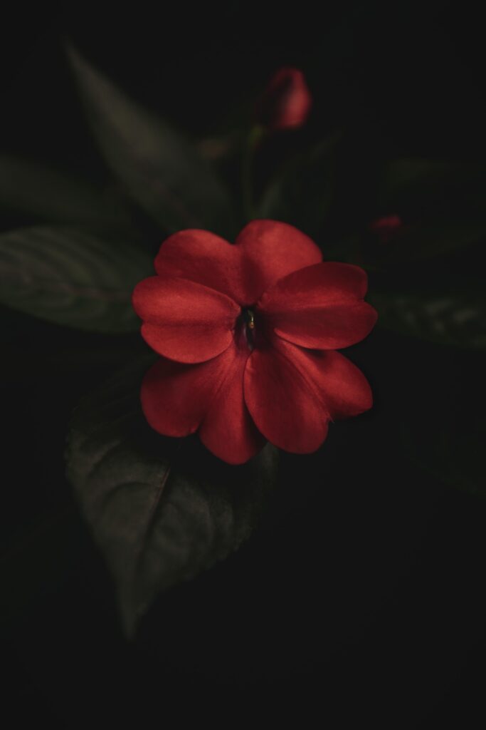 Stunning Macro of Vibrant Red Flower with Dark Background Wallpaper