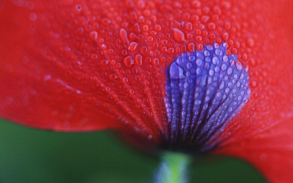 Vivid Red Flower Wallpaper: Macro Shot with Dew Drops & Purple Center