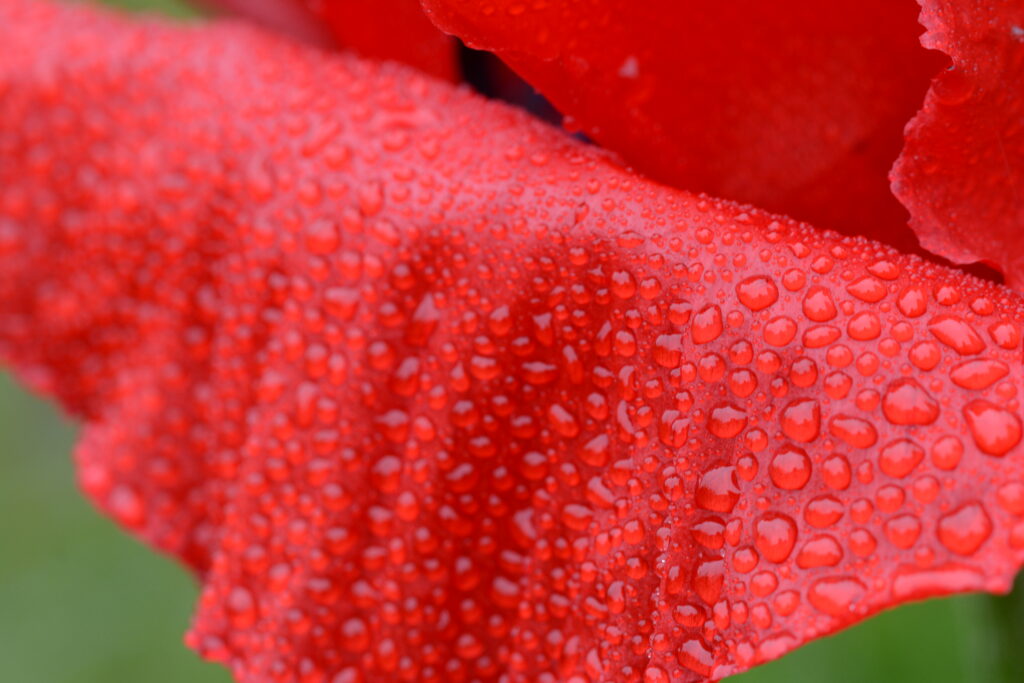 Vibrant Red Flower Petal with Water Droplets - Macro Wallpaper Background