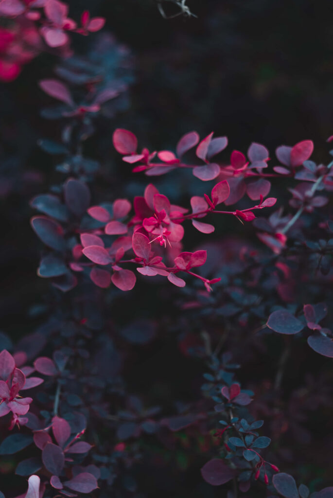 Dramatic Red Flower Wallpaper with Dark Leaves - Stunning Background