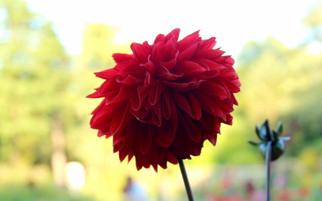 Vivid Red Flower Wallpaper: Intricate Petals & Soft Green Background
