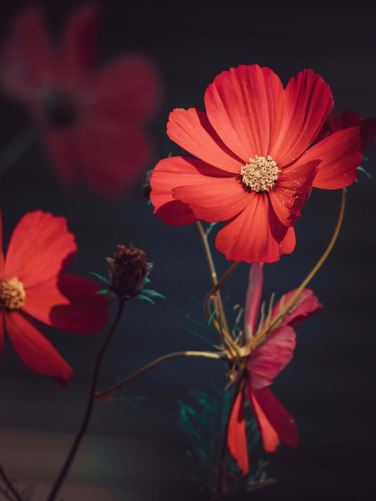 Vivid Red Flower with Dark Background: A Stunning Contrast Wallpaper