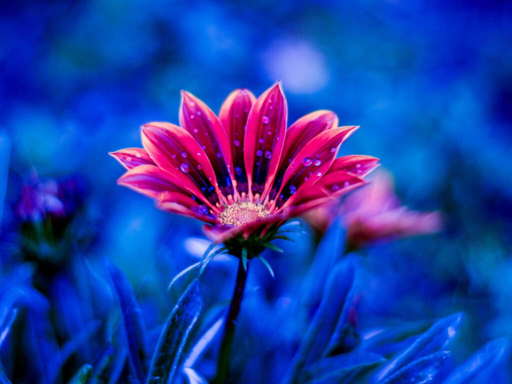 Vivid Red Flower with Water Droplets on Deep Blue Background Wallpaper
