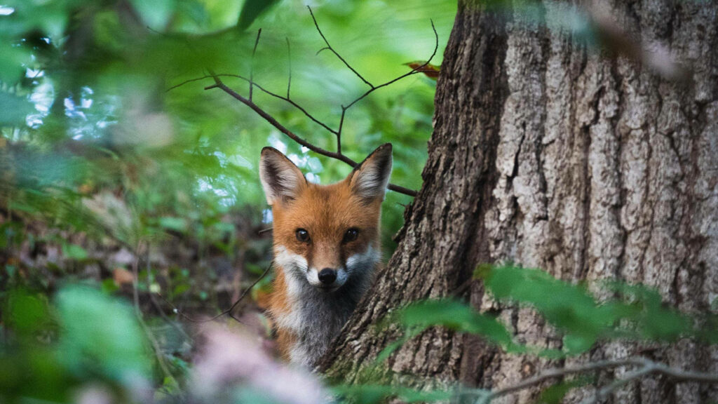 Curious Red Fox in Lush Green Forest - Stunning Nature Wallpaper