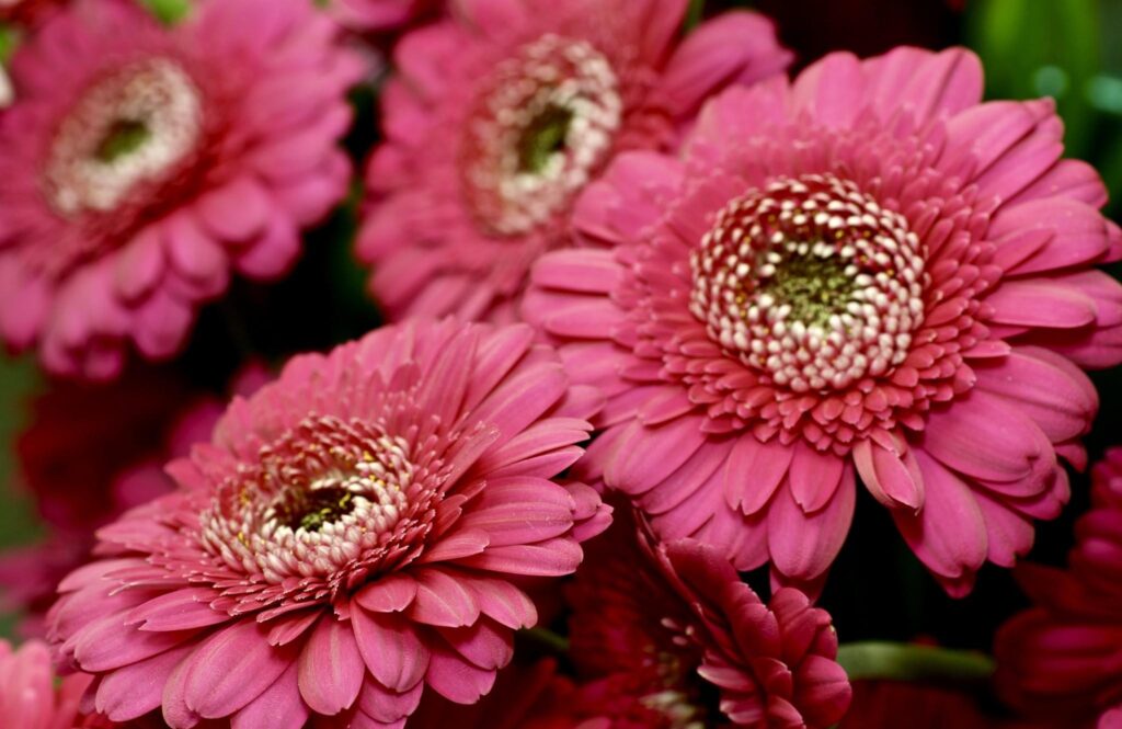 Vivid Close-Up of Red Gerbera Flowers - Striking Floral Wallpaper