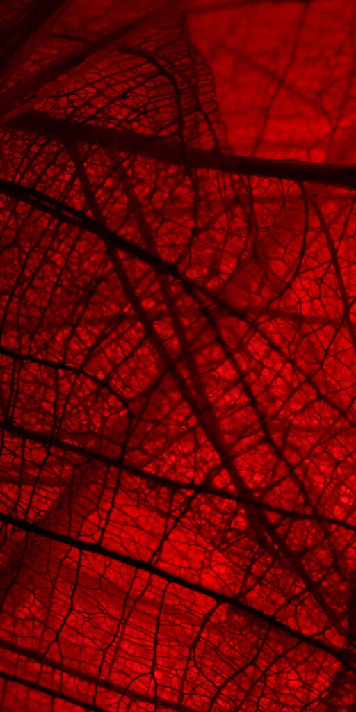 Vivid Red Leaf Texture Wallpaper: Intricate Vein Patterns