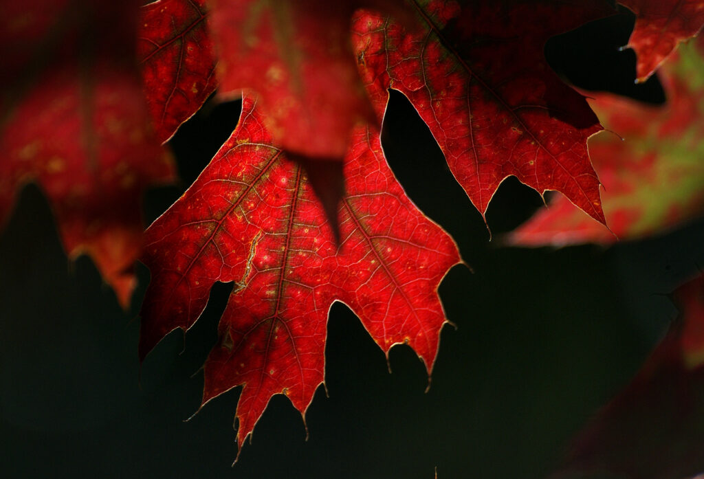 Close-up macro of red maple leaf showing detailed veins rich autumn colors wallpaper background