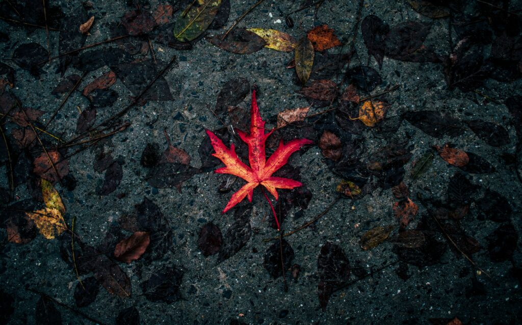 Vivid red maple leaf on gray textured ground with scattered brown autumn leaves wallpaper background