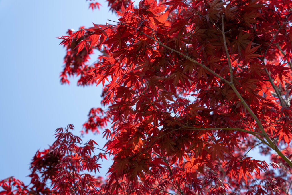 Vivid red maple leaves on delicate branches contrast with clear blue sky nature wallpaper background