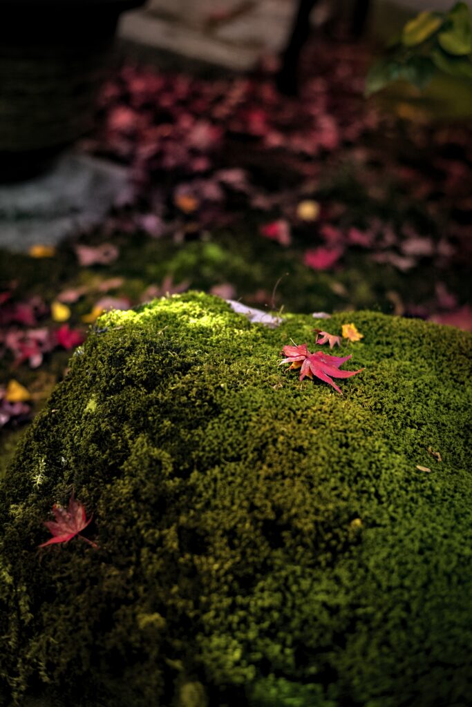 Macro shot of red maple leaves on green moss showcasing vibrant autumn foliage and texture Wallpaper