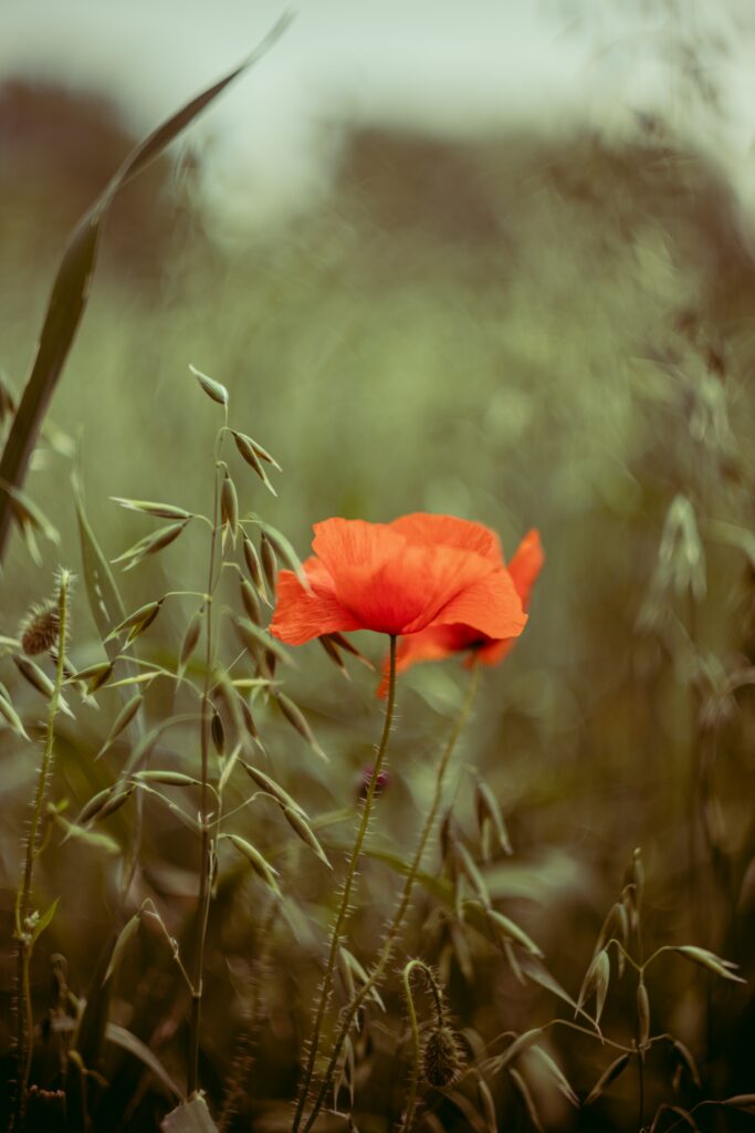 Vivid Red Poppy Flower Against Soft Green Foliage Background Wallpaper