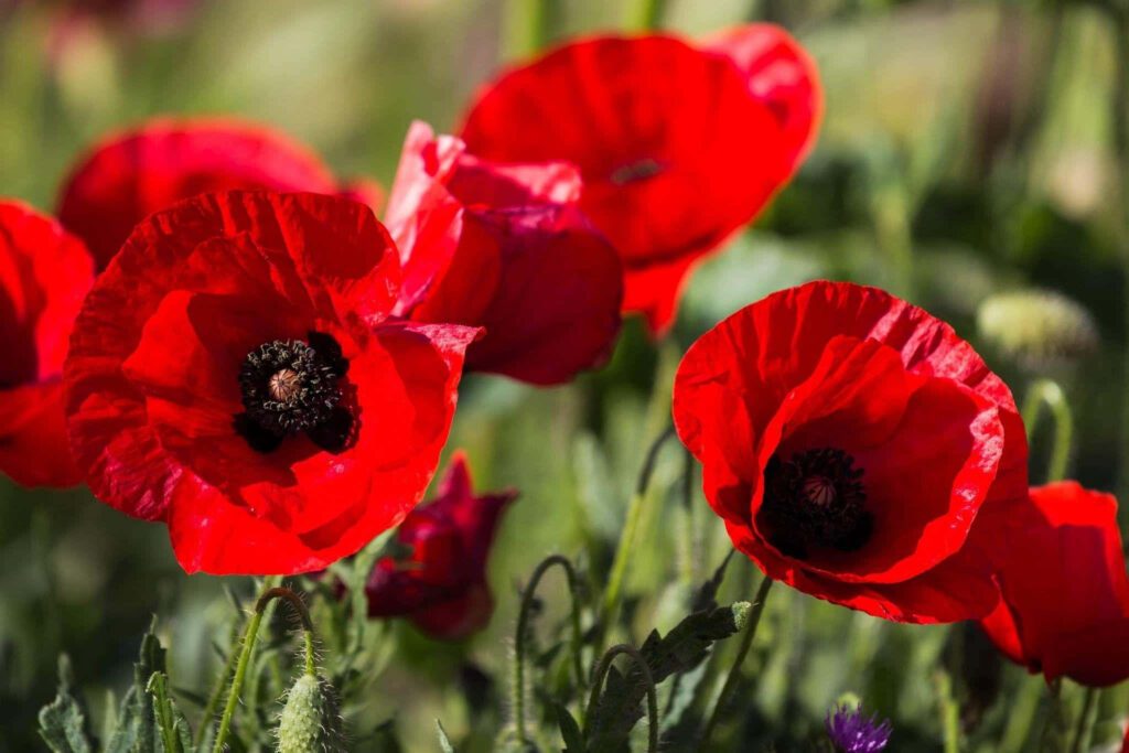 Vibrant Red Poppy Wallpaper: Stunning Nature Scene Background
