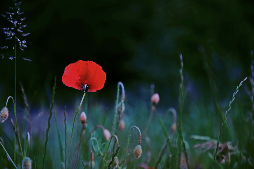 Vivid Red Poppy amid Lush Green Grass: Serene Natural Contrast Wallpaper