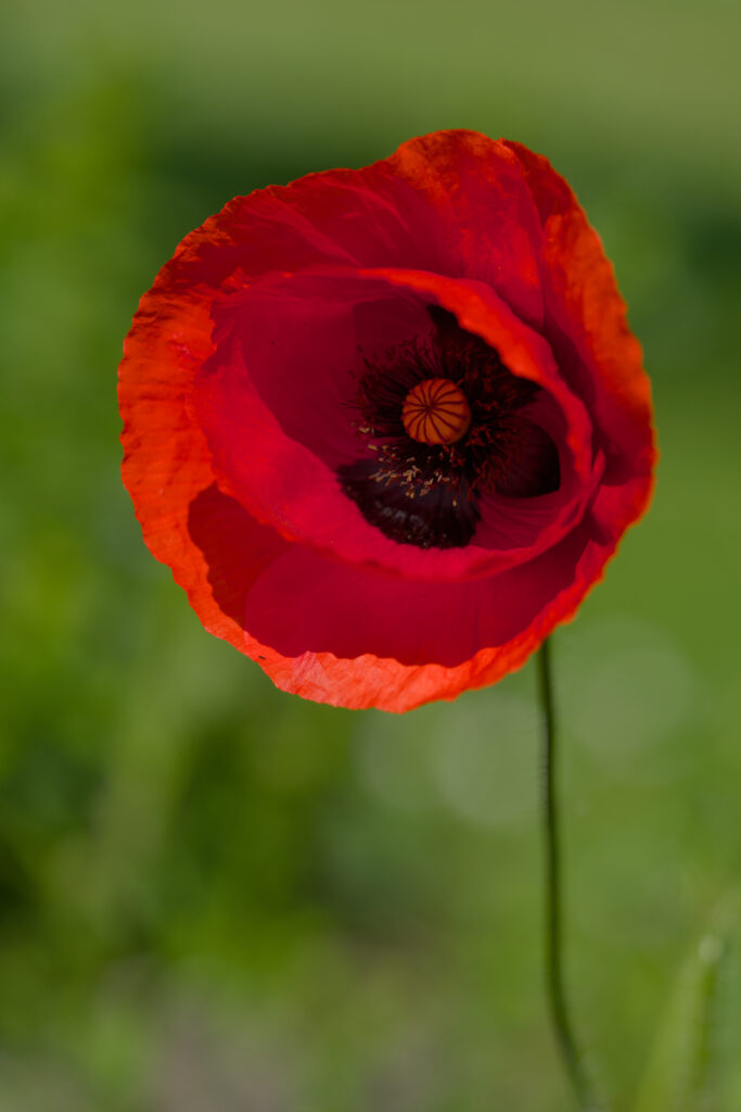 Vivid Red Poppy in Bloom with Lush Green Background - Stunning Wallpaper