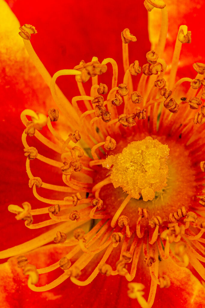 Vibrant Macro Rose Wallpaper: Red Petals & Intricate Yellow Pollen